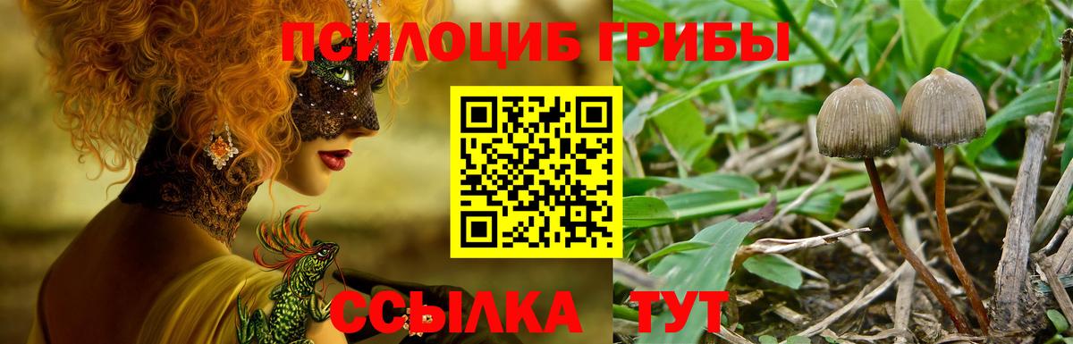 Псилоцибиновые грибы Cubensis Казань